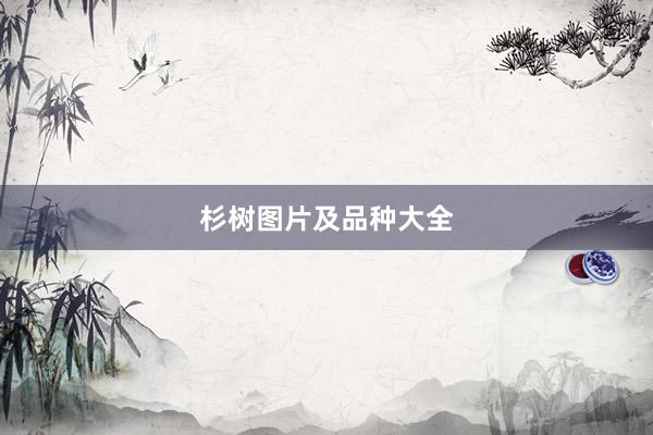 杉树图片及品种大全